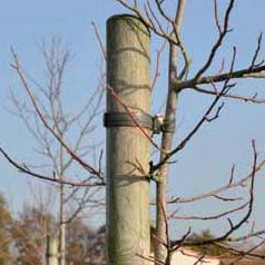 Tutor fresado de pino Altura 300 cm